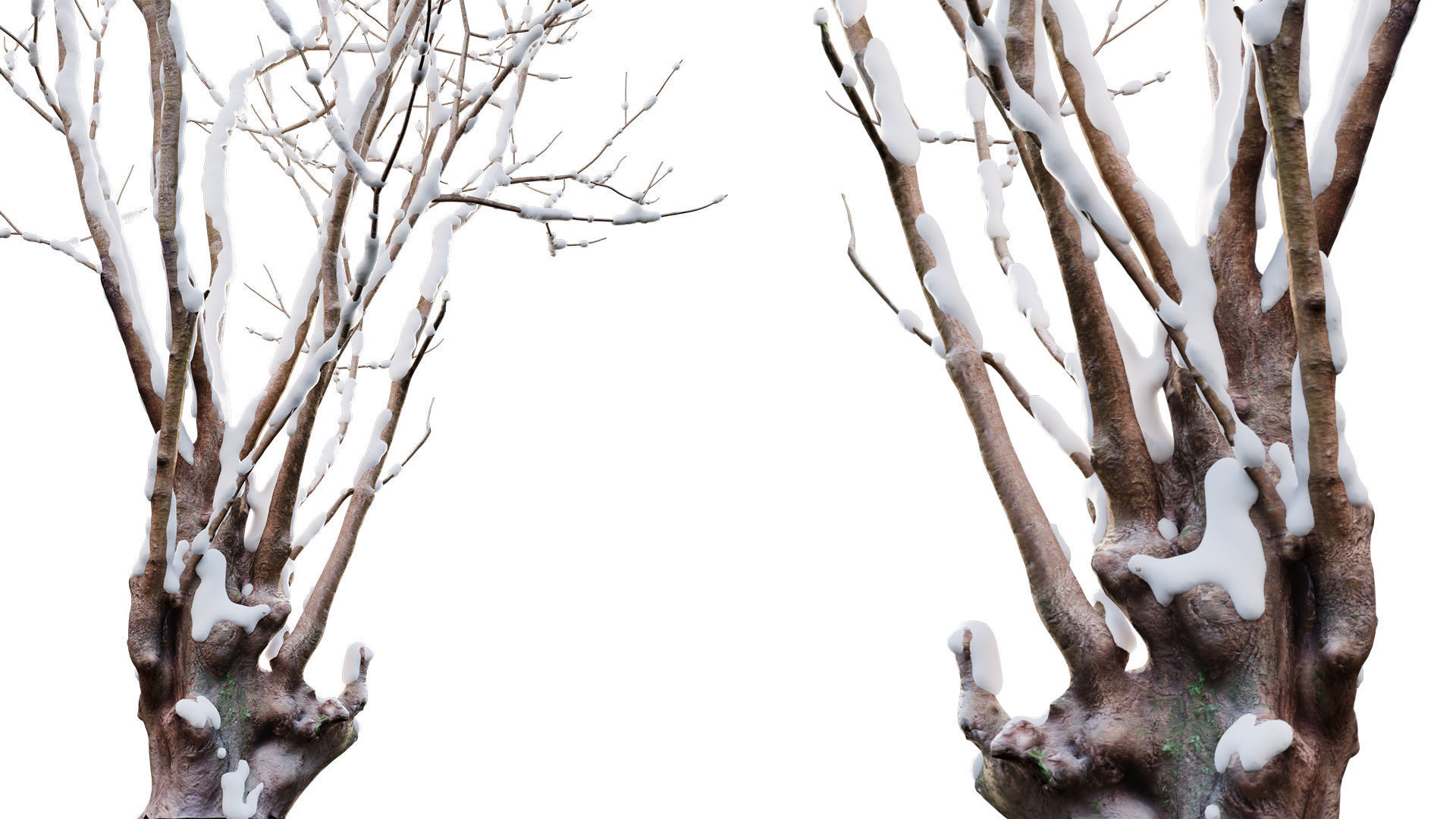 Barringtonia acutangula - winter 3D model_5