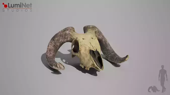 Skull Desert foliage 19 of 25 Low-poly 3D model