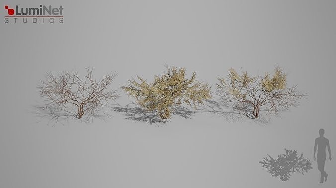 Simmondsia foliage 18 of 25 Low-poly 3D model Low-poly 3D model