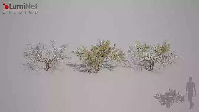 Simmondsia foliage 18 of 25 Low-poly 3D model Low-poly 3D model