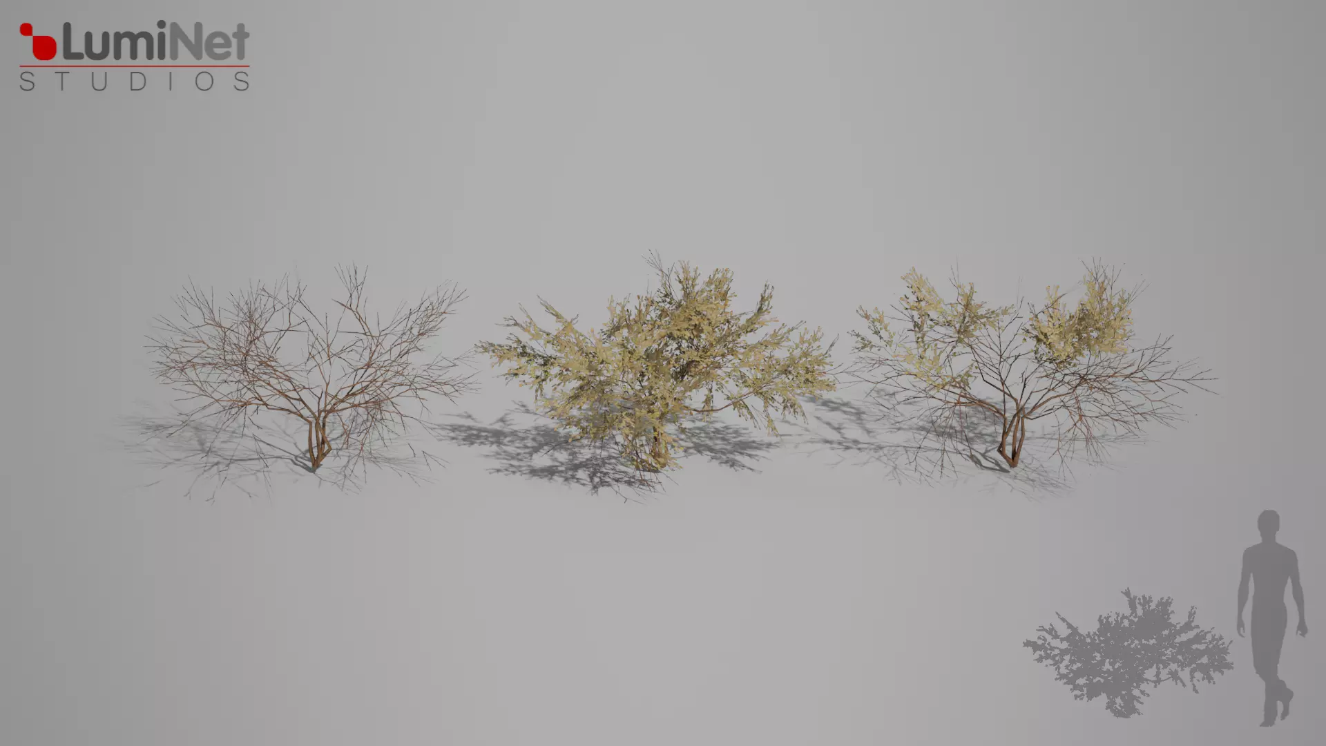 Simmondsia foliage 18 of 25 Low-poly 3D model Low-poly 3D model_0