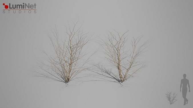 DryBush 2 foliage 12 of 25 Low-poly 3D model Low-poly 3D model