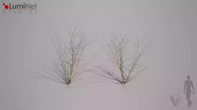 DryBush 2 foliage 12 of 25 Low-poly 3D model