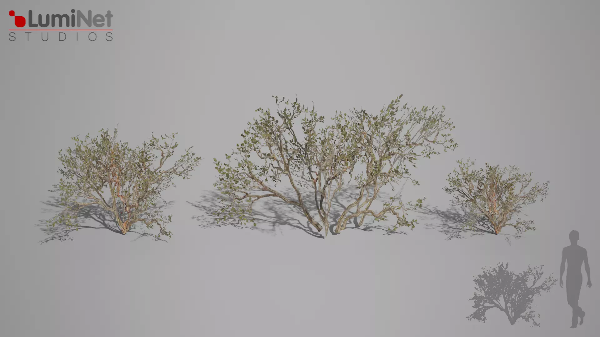 DryBush 1 foliage 11 of 25 Low-poly 3D model Low-poly 3D model_0