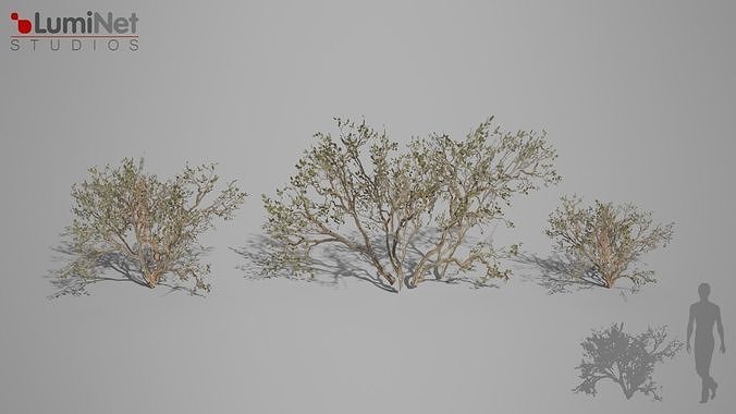 DryBush 1 foliage 11 of 25 Low-poly 3D model Low-poly 3D model