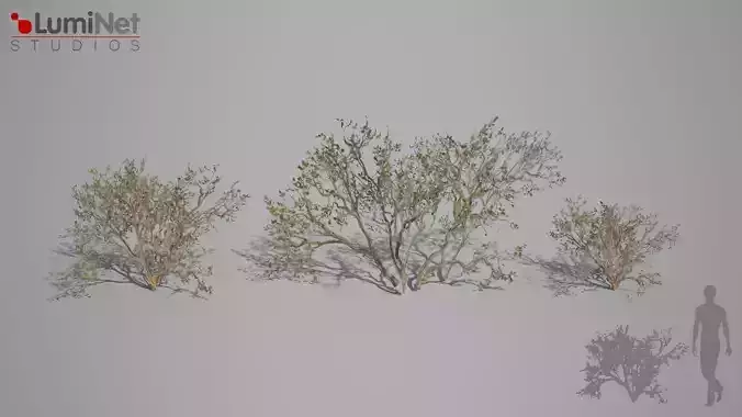 DryBush 1 foliage 11 of 25 Low-poly 3D model Low-poly 3D model