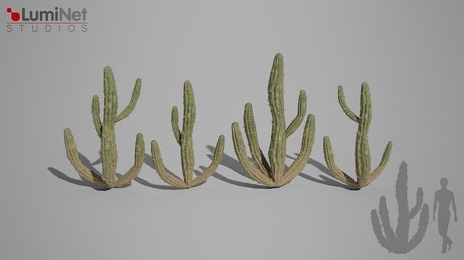 Cactus 1 foliage 3 of 25 Low-poly 3D model Low-poly 3D model