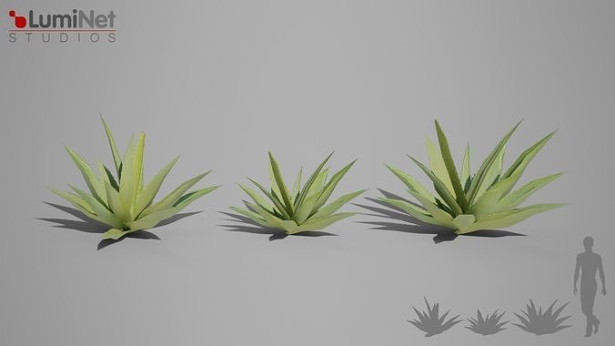 Aloe foliage 2 of 25 Low-poly 3D model Low-poly 3D model