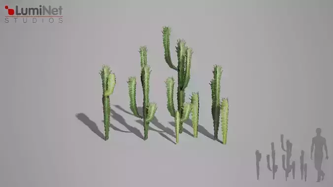 African Milk Tree foliage 1 of 25 Low-poly 3D model