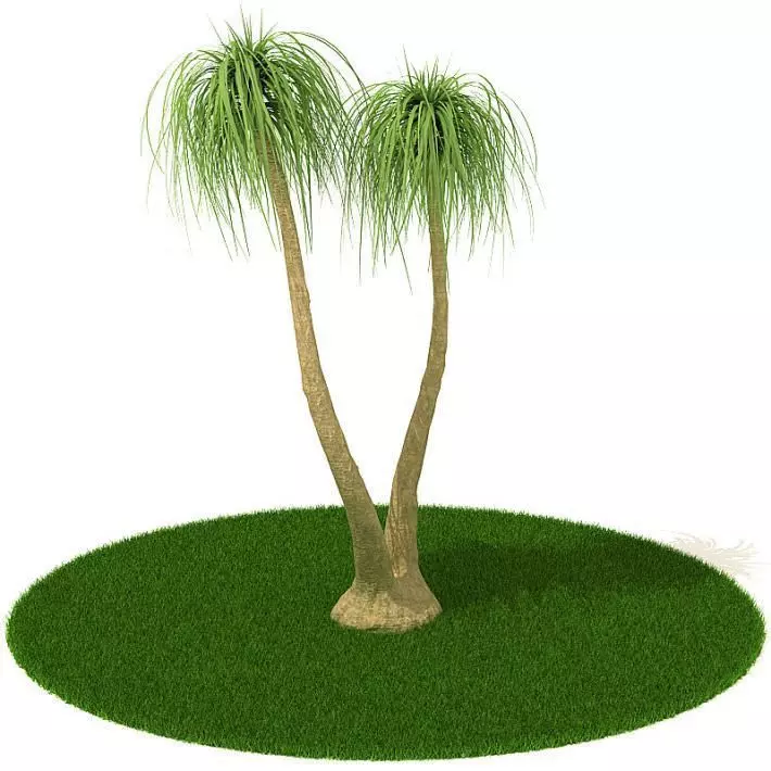 2 Palm Trees 3D model_0