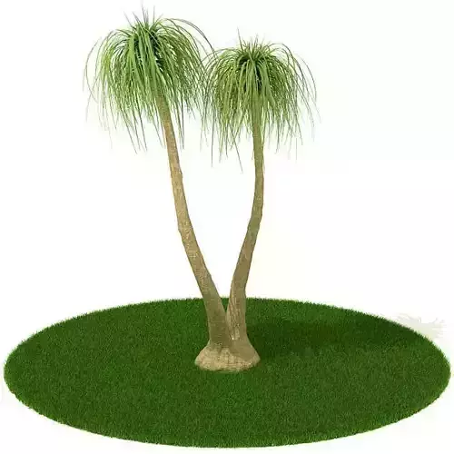 2 Palm Trees 3D model 2 Palm Trees 3D model