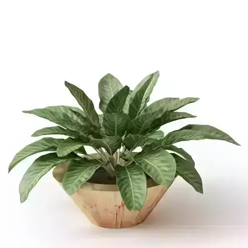 Leafed Potted Plant