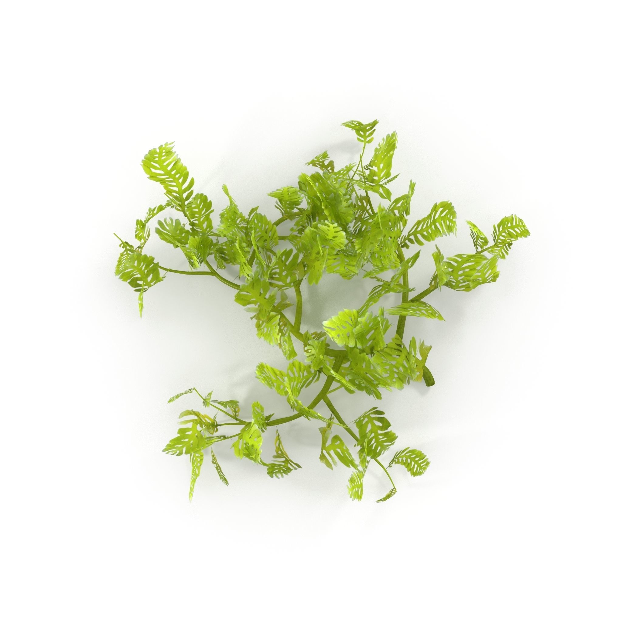 Seaweed Grean 3D model_3