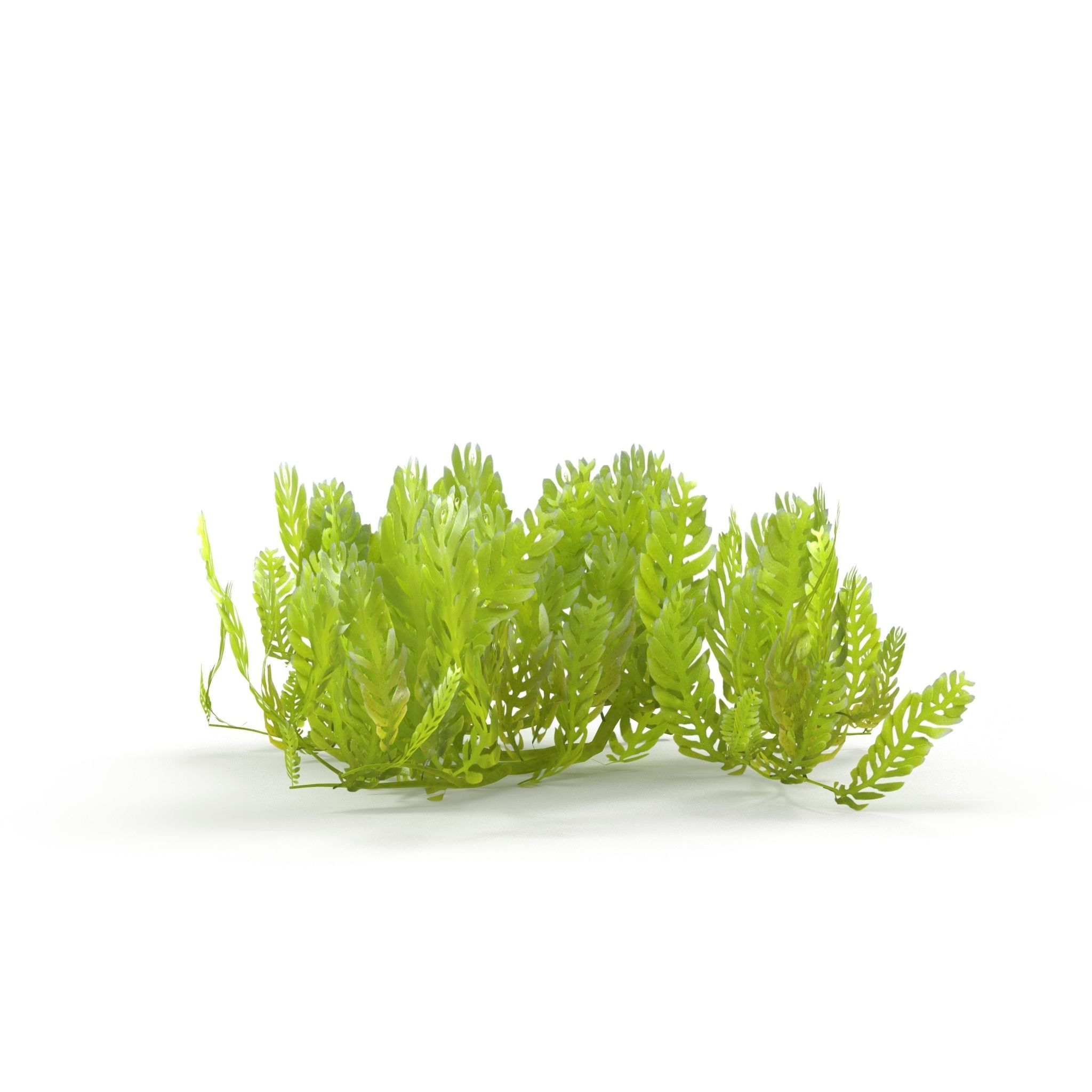 Seaweed Grean 3D model_4