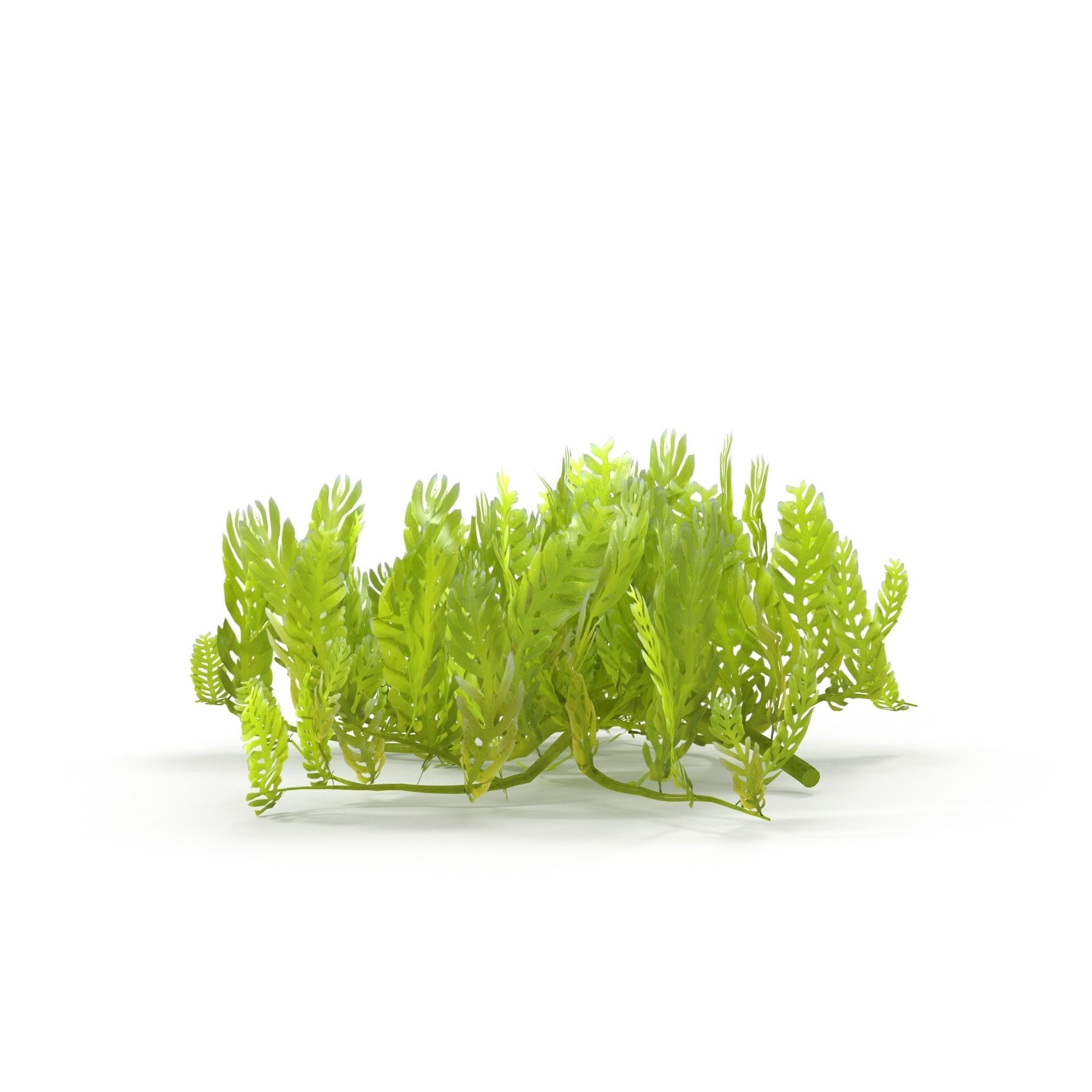Seaweed Grean 3D model_5