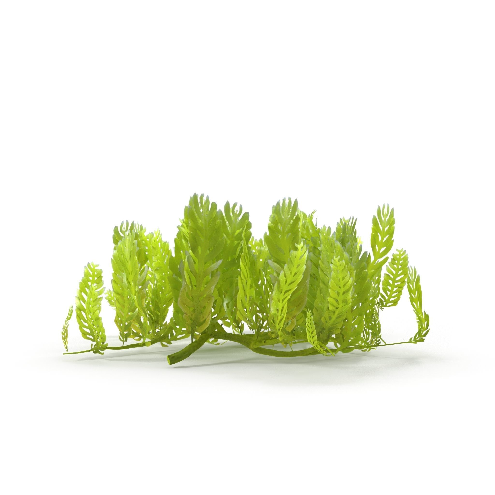 Seaweed Grean 3D model_6