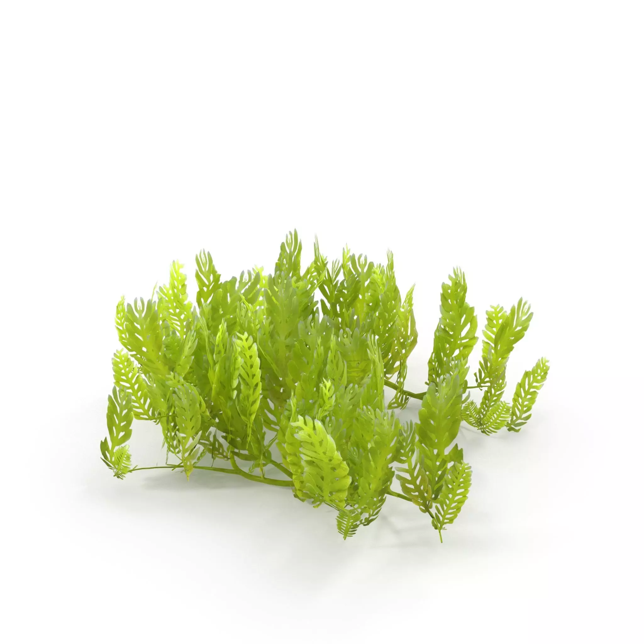 Seaweed Grean 3D model_0