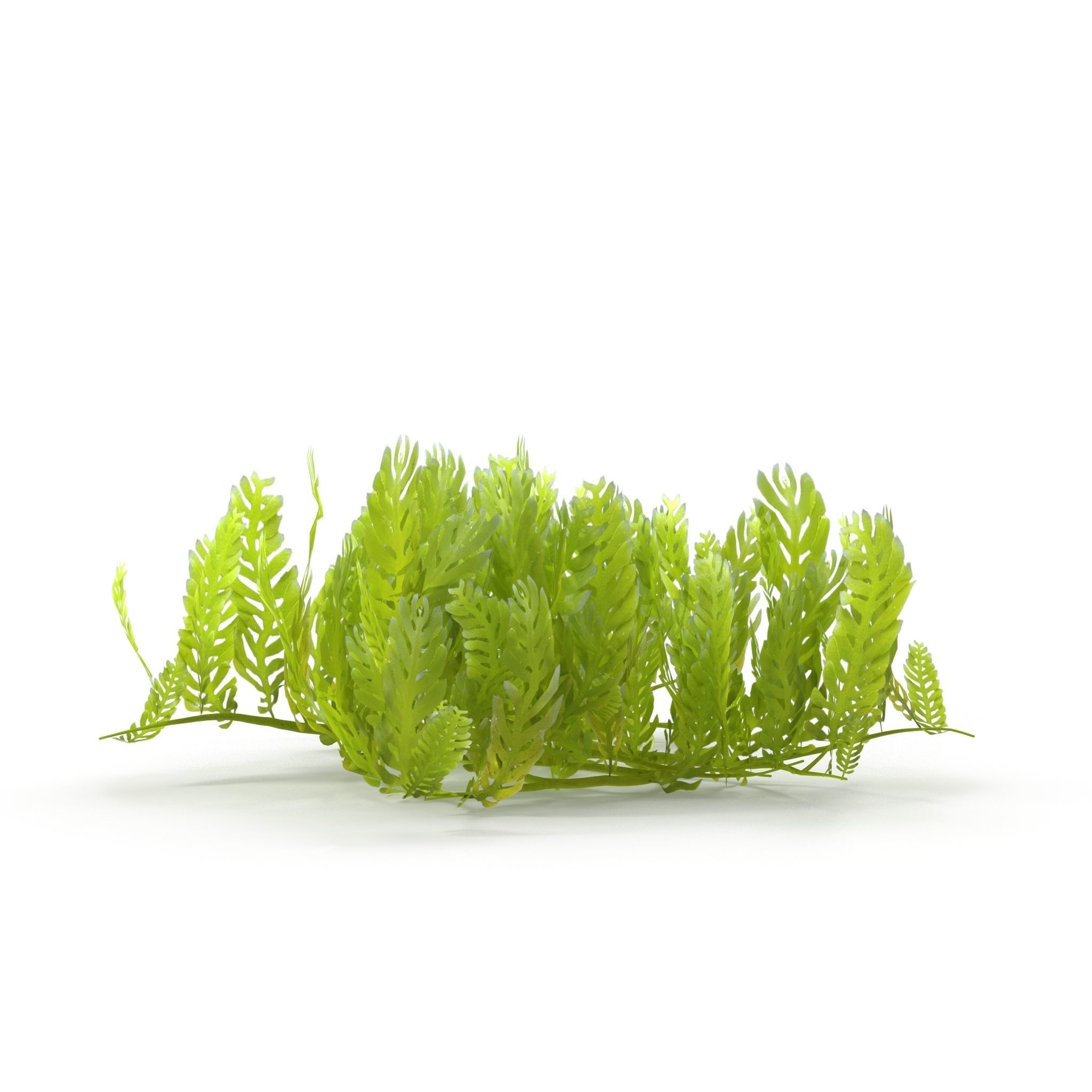 Seaweed Grean 3D model_2