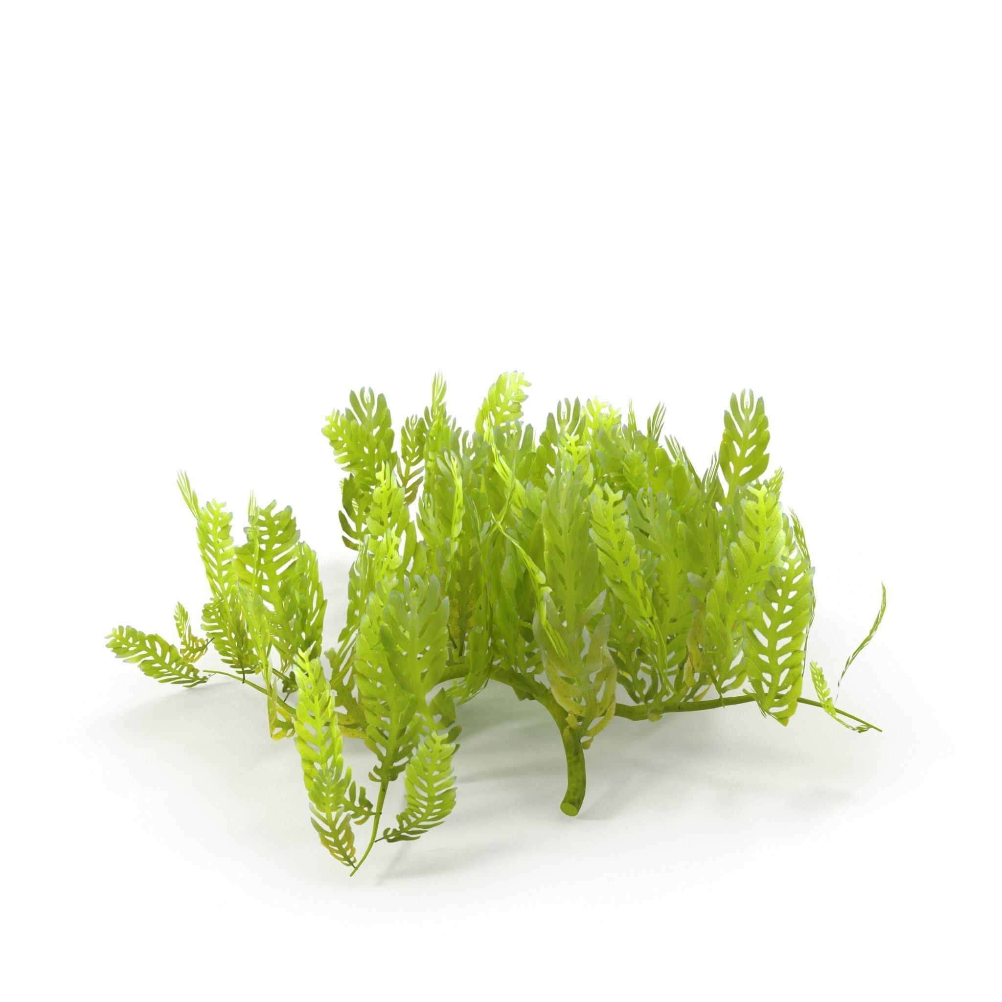 Seaweed Grean 3D model_1