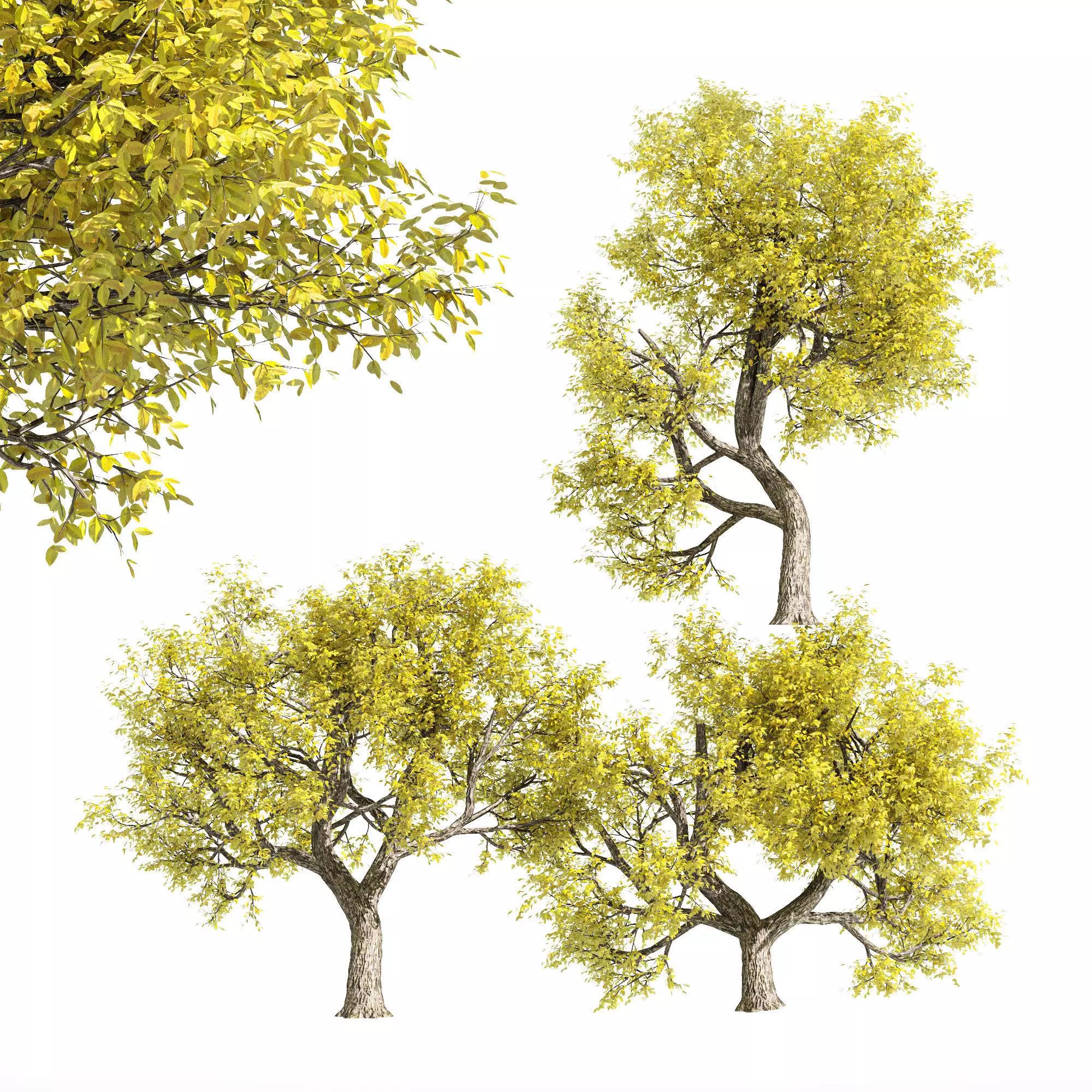 3 diffrent tree Amur Cork Fall 3D model
