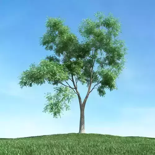 Tall Green Leafed Tree