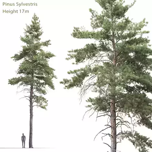 Pinus Sylvestris 07  3D model