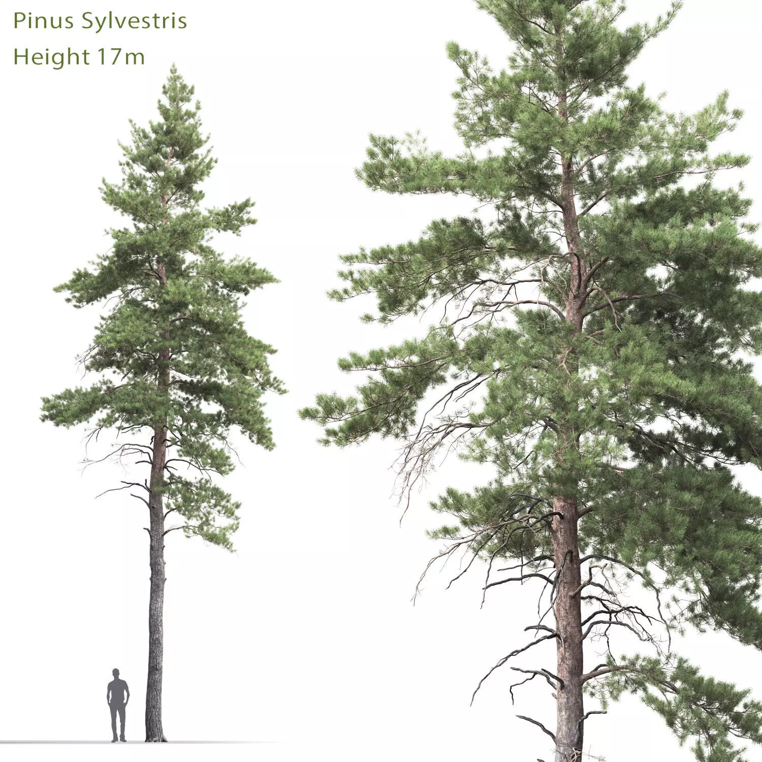 Pinus Sylvestris 07 3D model