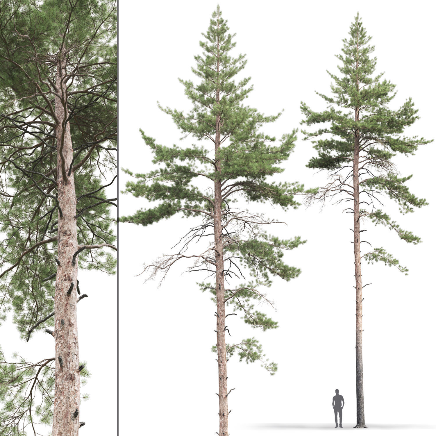 Pinus Sylvestris 09 3D model_1