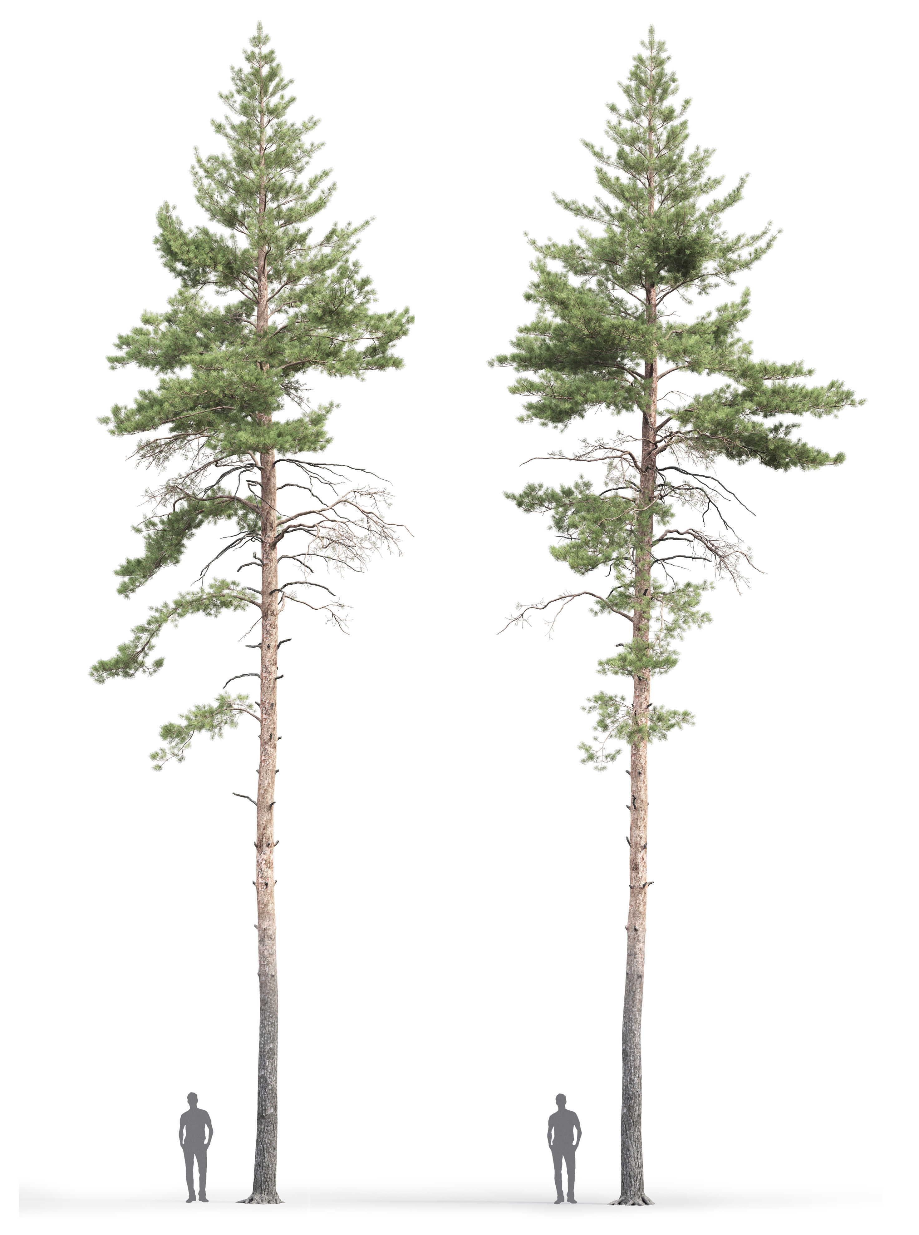 Pinus Sylvestris 09 3D model_3
