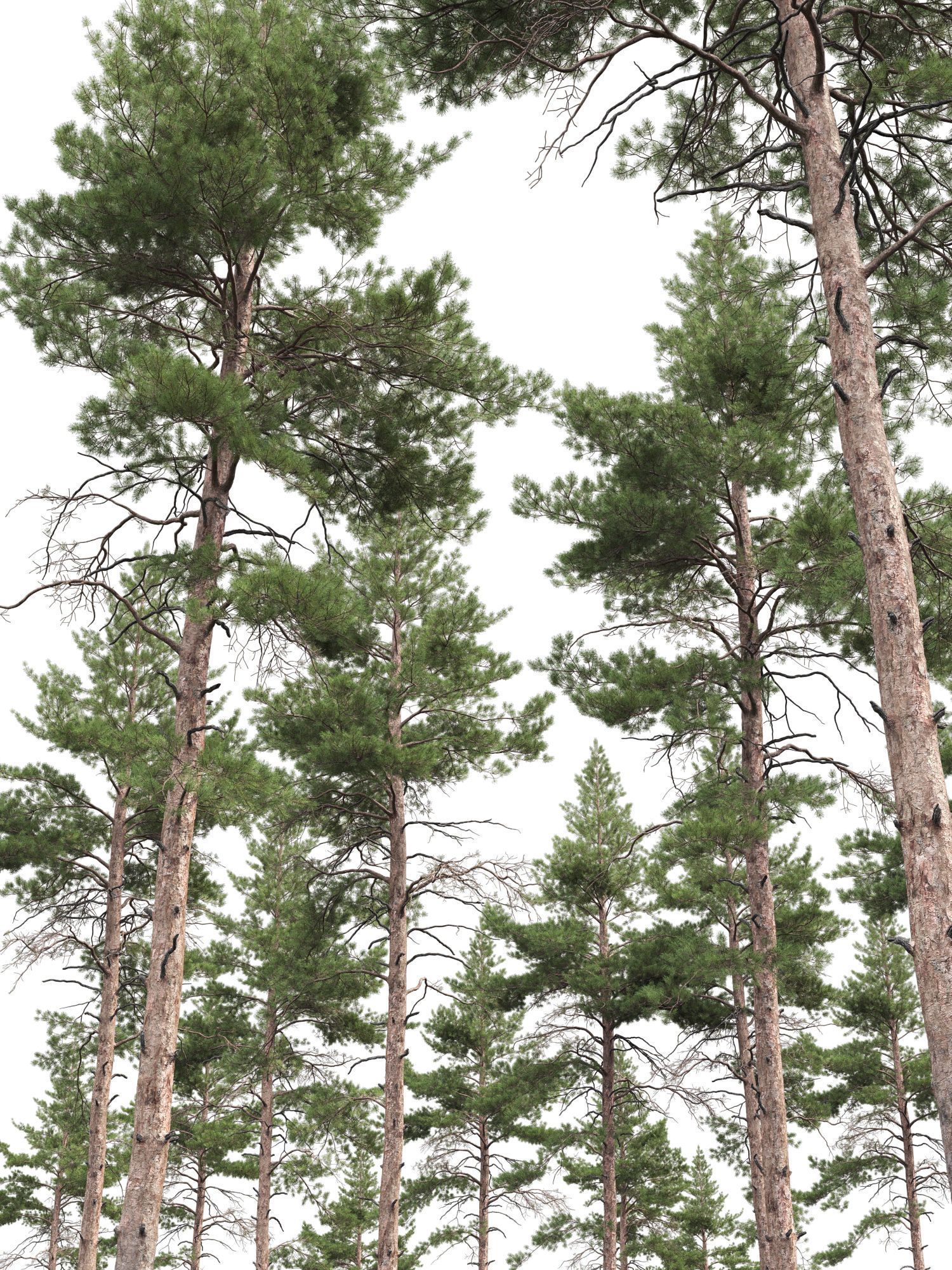 Pinus Sylvestris 09 3D model_2