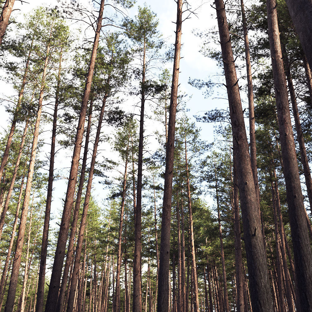 Pinus Sylvestris 11 3D model_2