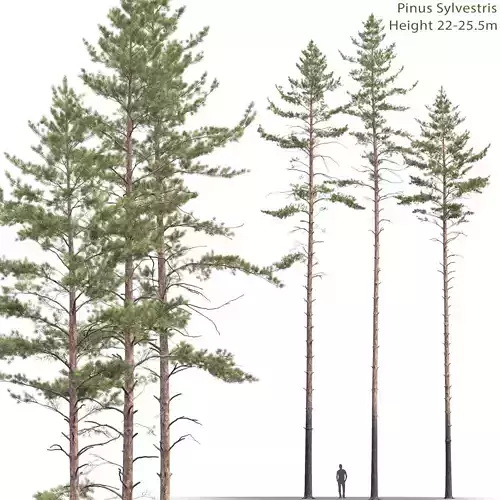  Pinus Sylvestris 11 3D model