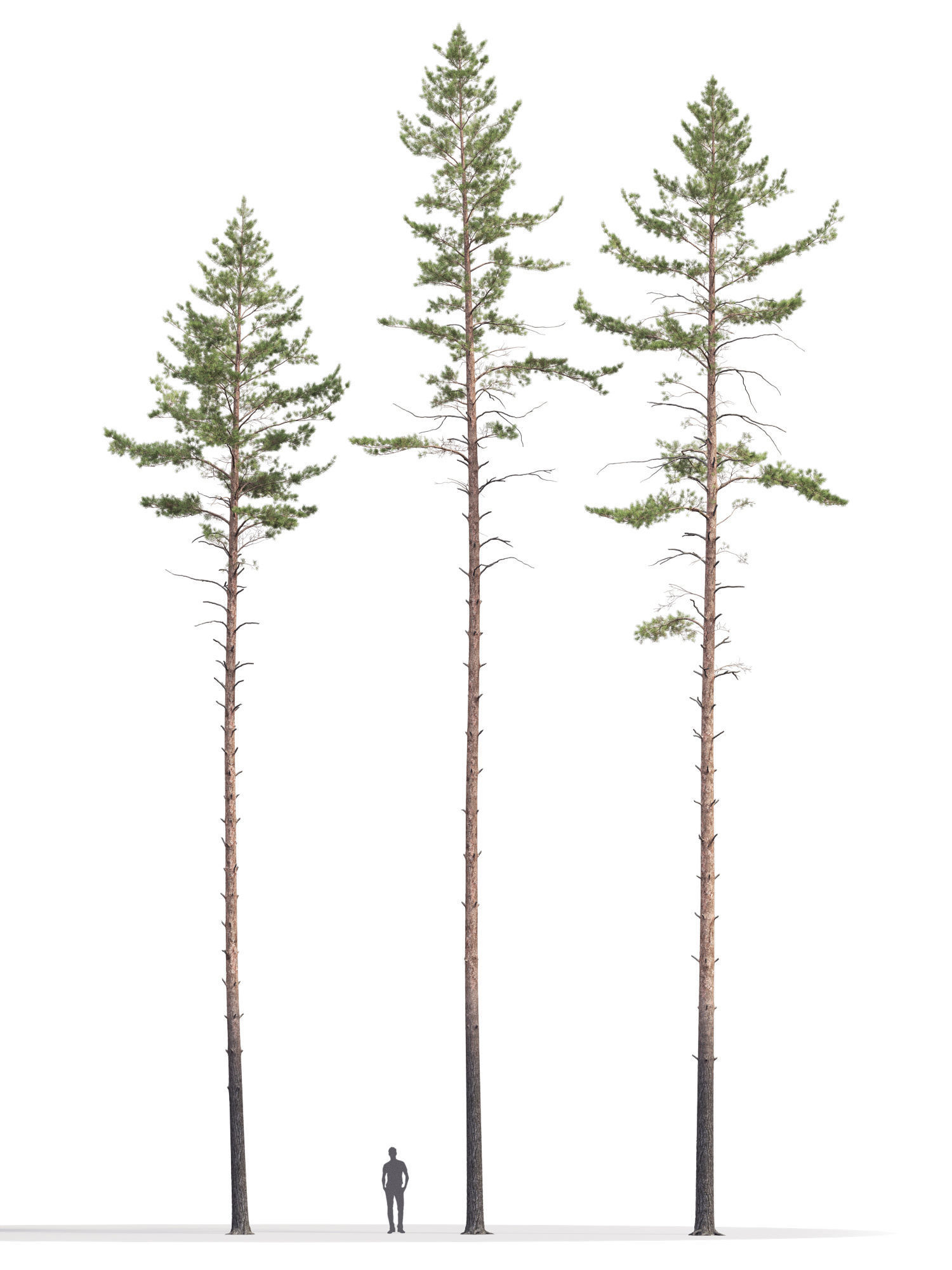 Pinus Sylvestris 11 3D model_4
