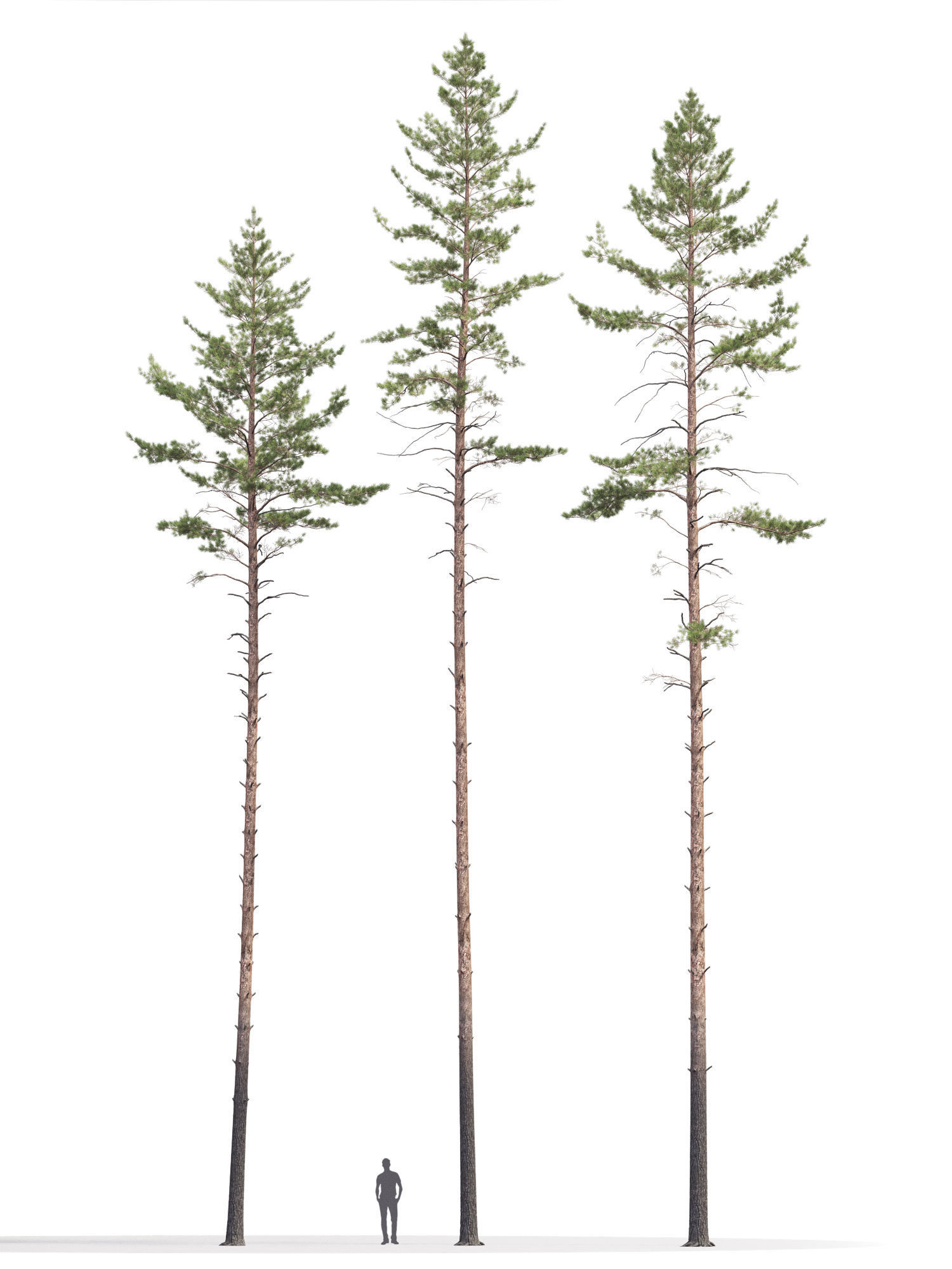Pinus Sylvestris 11 3D model_5