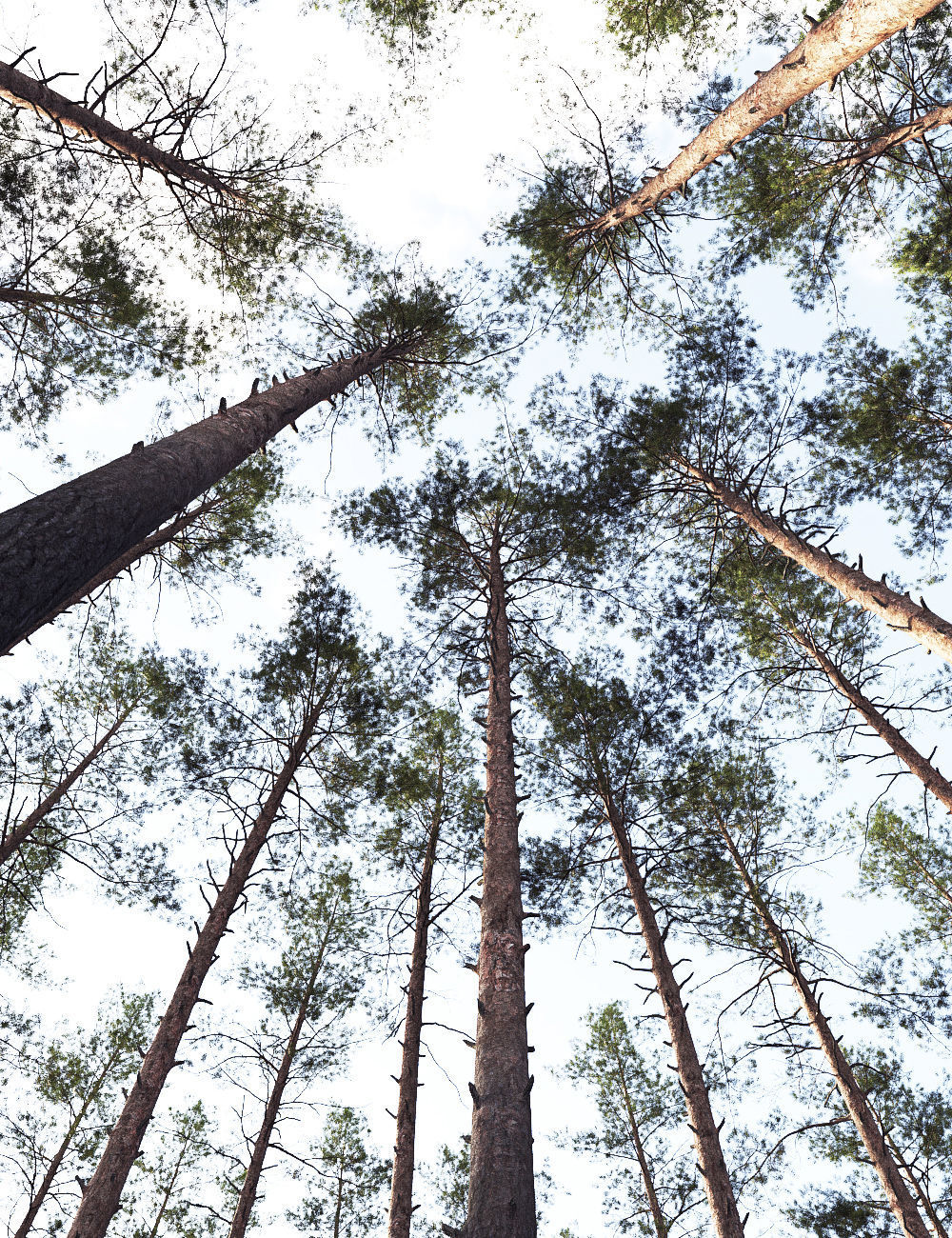 Pinus Sylvestris 11 3D model_3