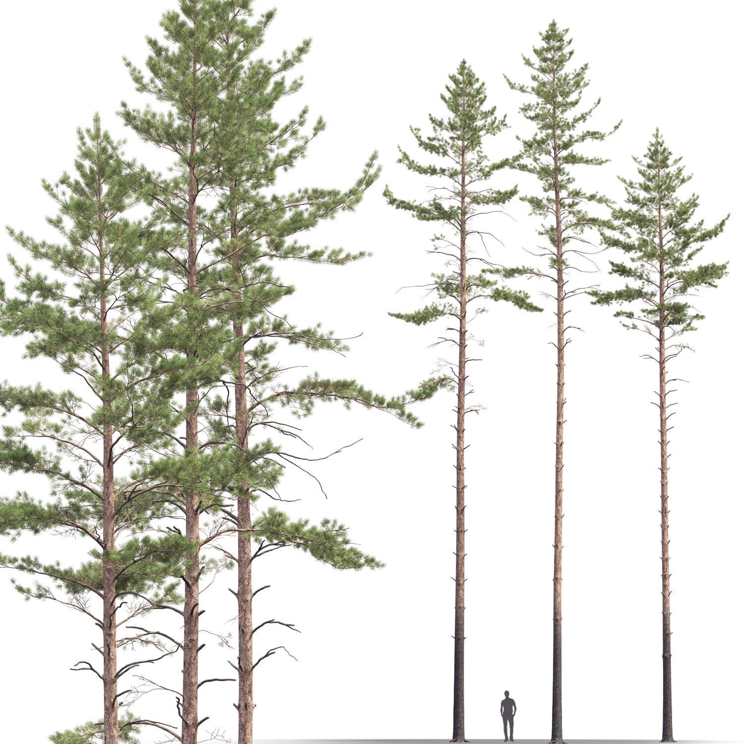 Pinus Sylvestris 11 3D model_1