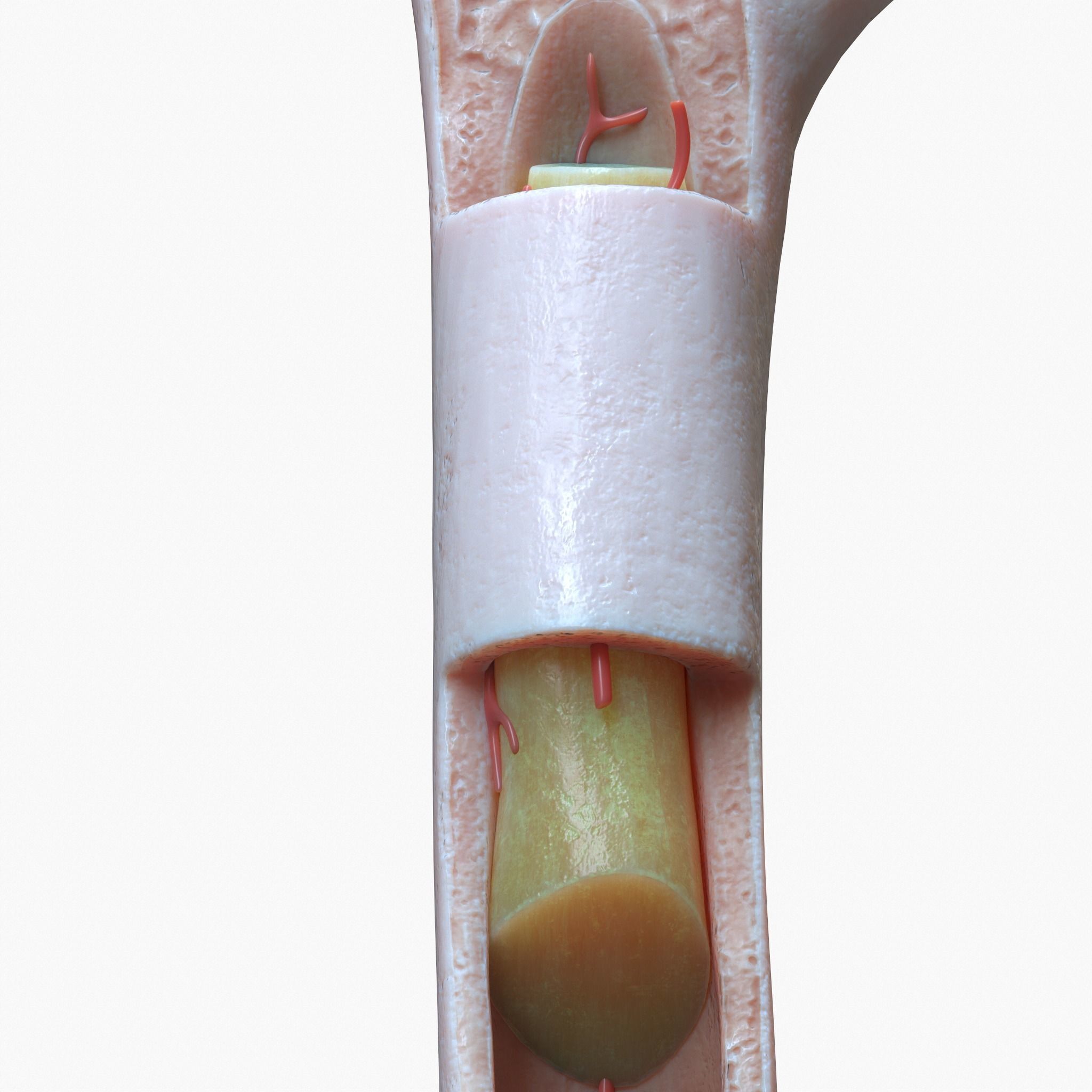 internal bone structure 3D model_3