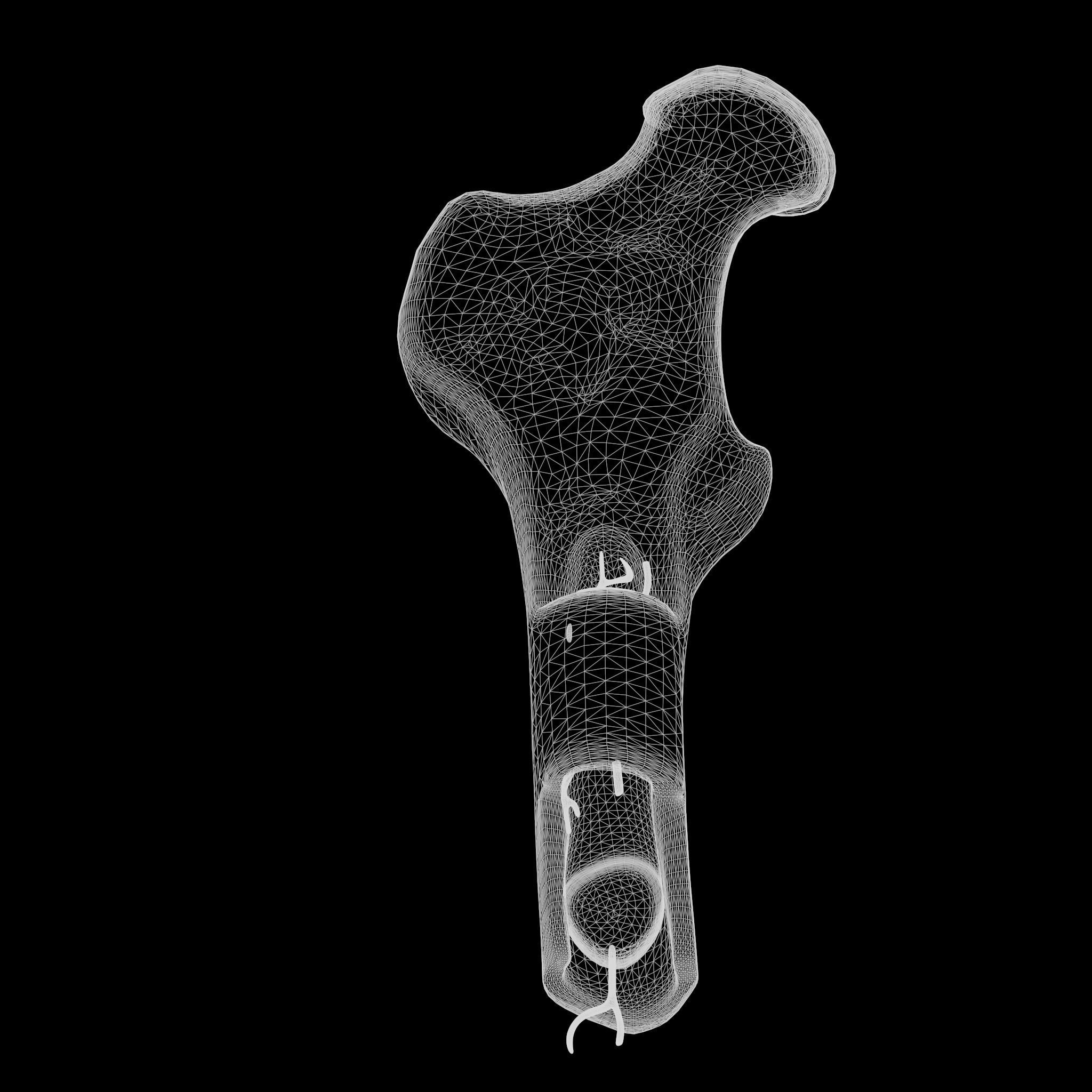 internal bone structure 3D model_10