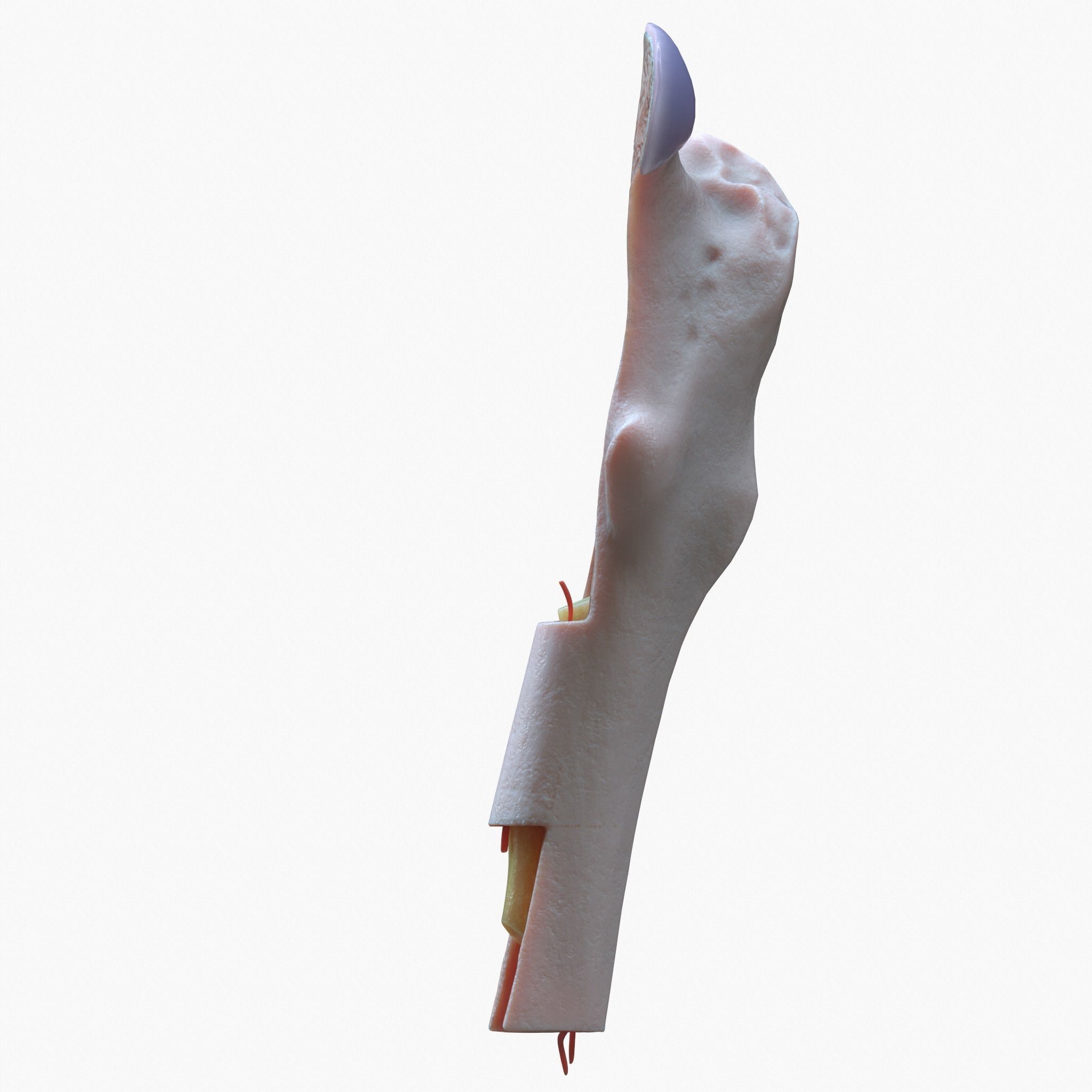 internal bone structure 3D model_6