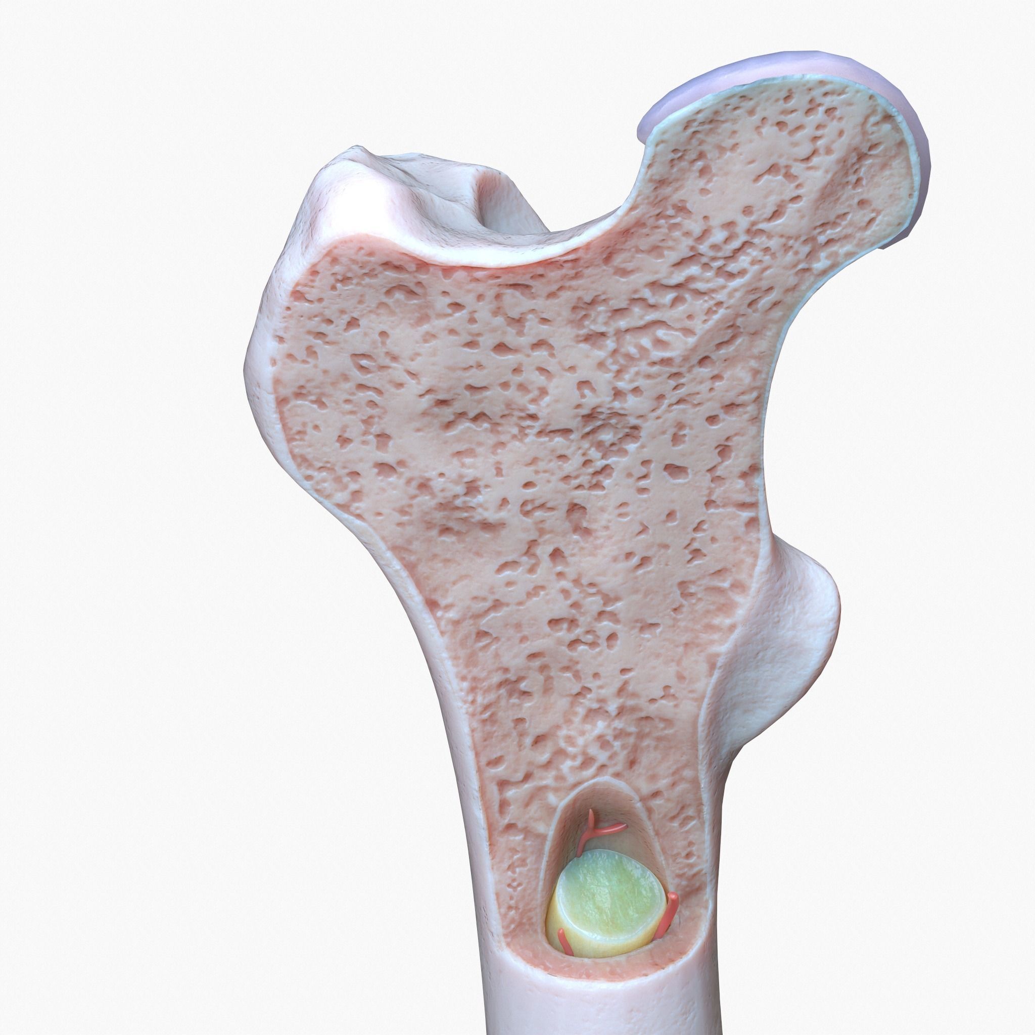 internal bone structure 3D model_2