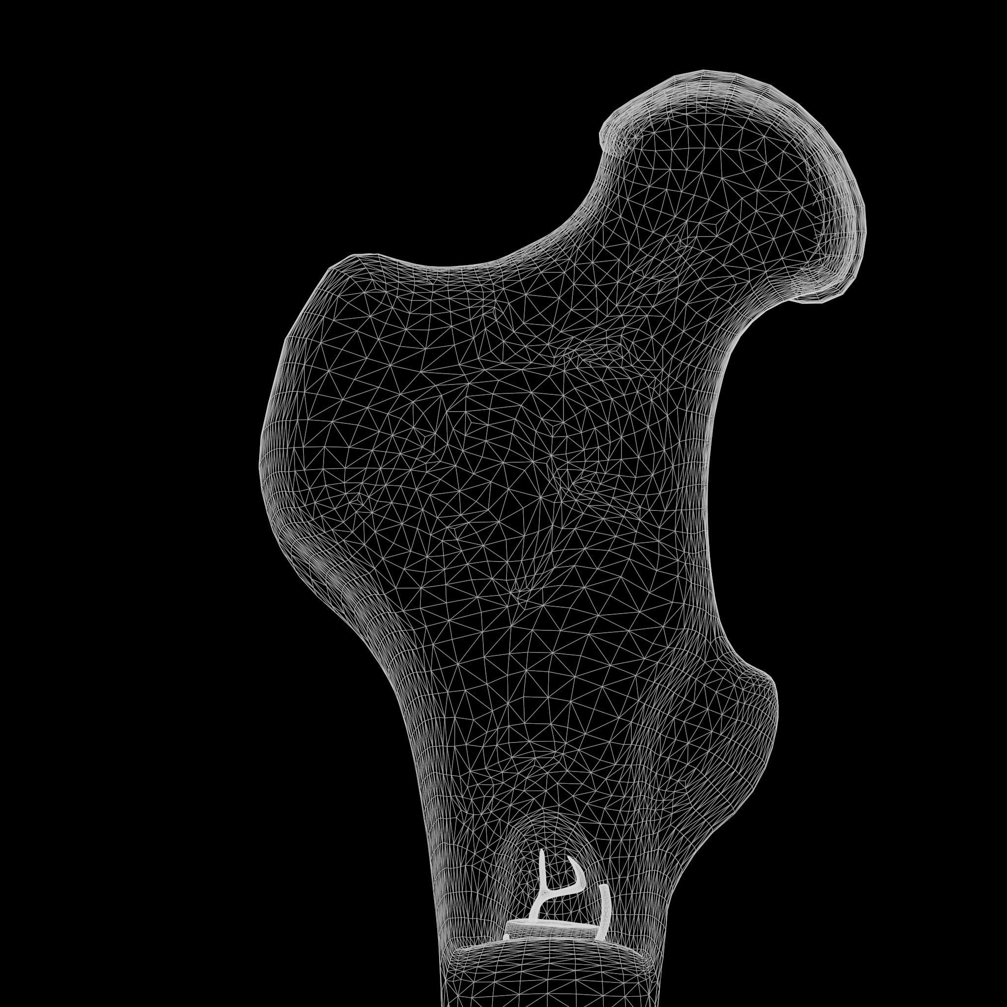 internal bone structure 3D model_7