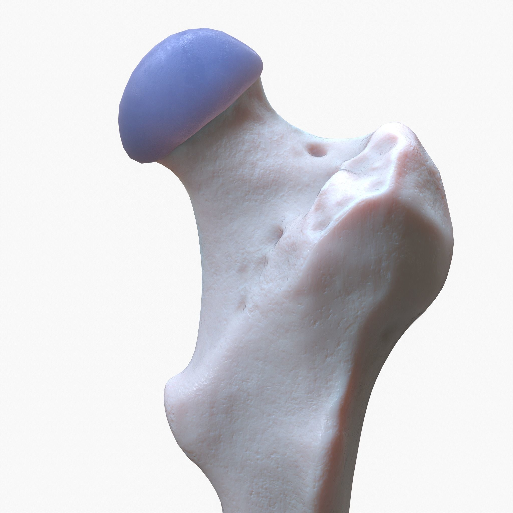 internal bone structure 3D model_5