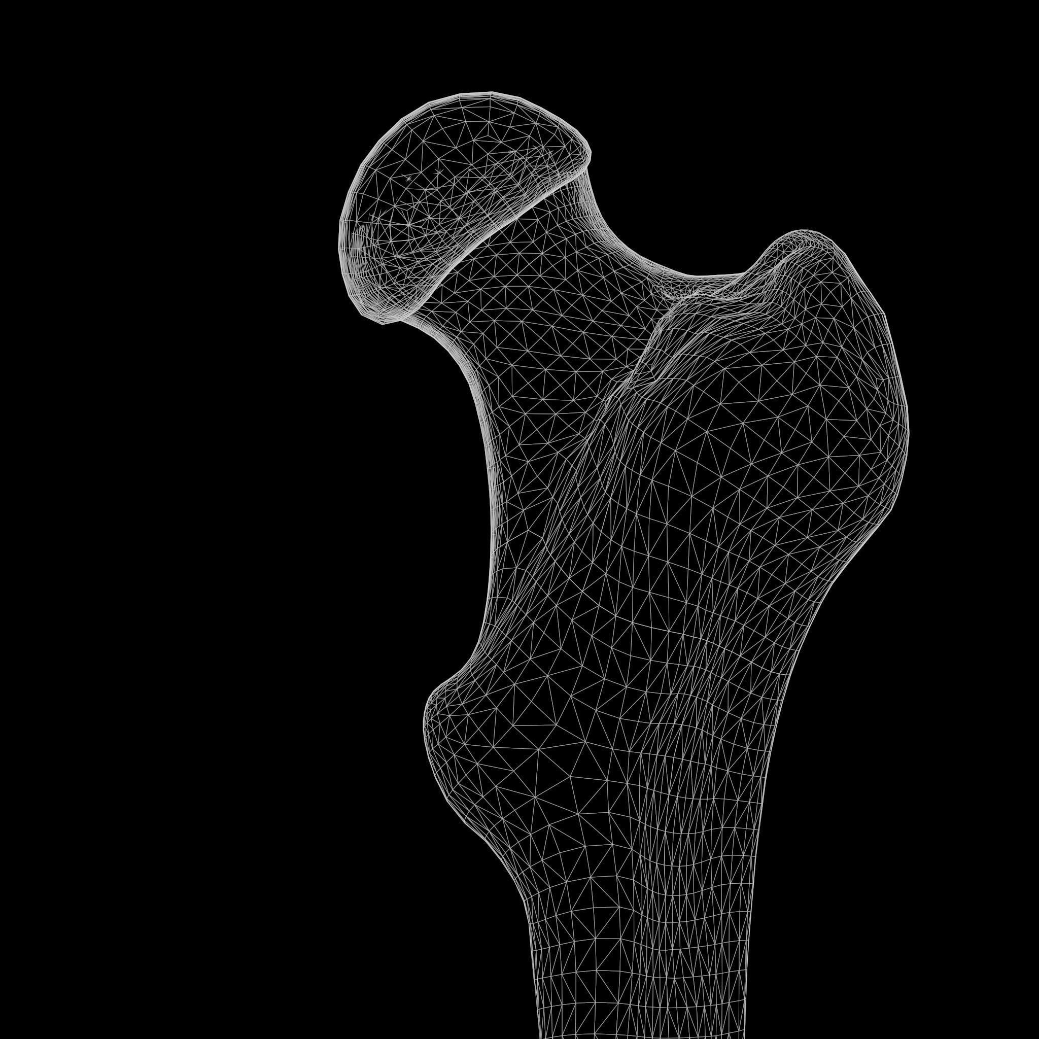 internal bone structure 3D model_8