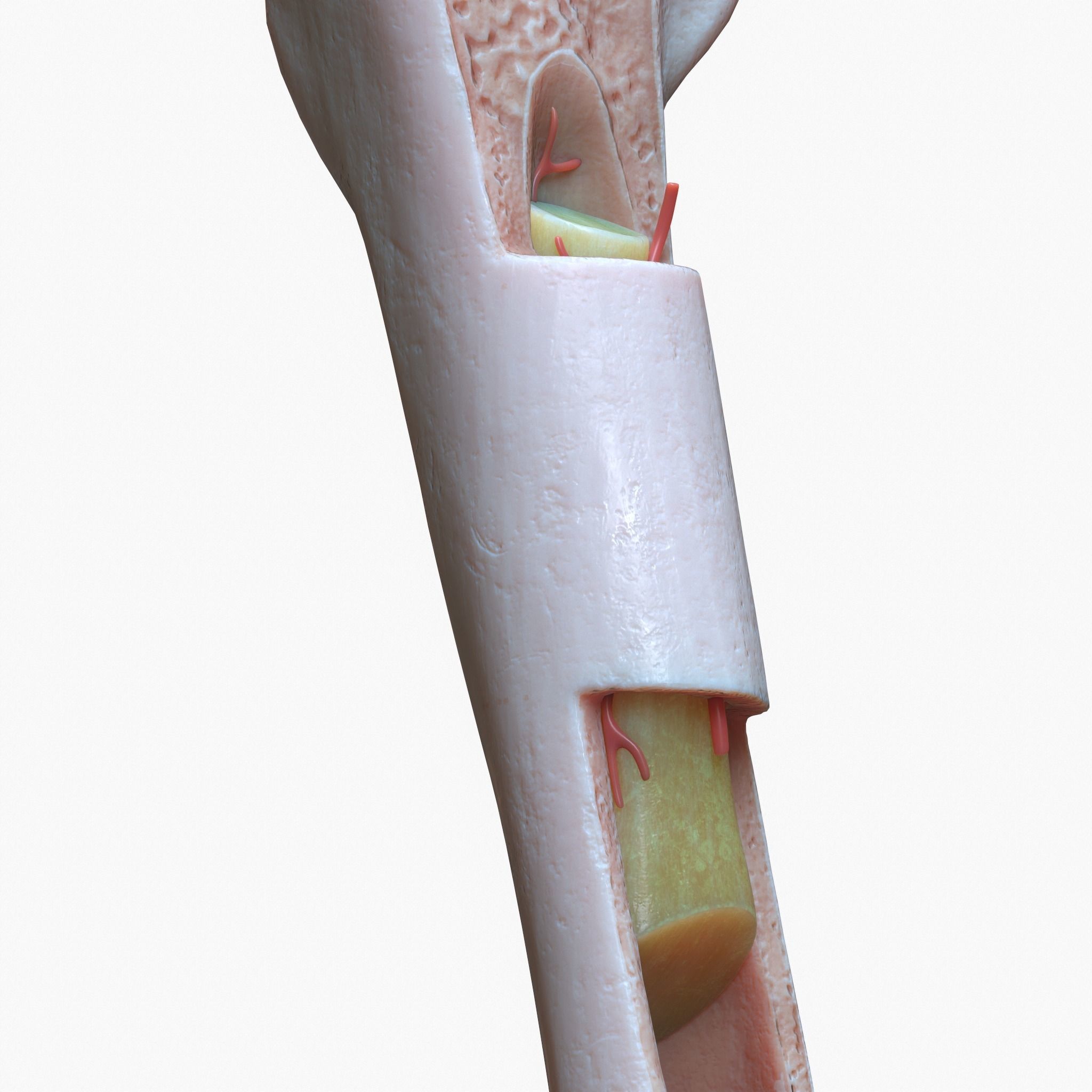 internal bone structure 3D model_1