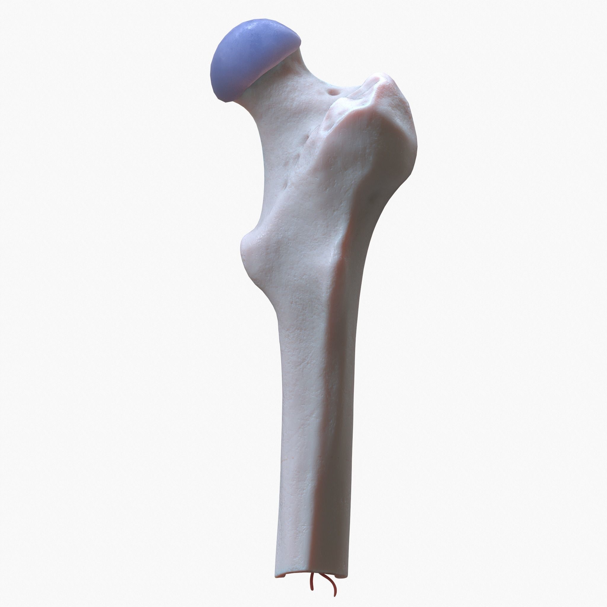internal bone structure 3D model_4