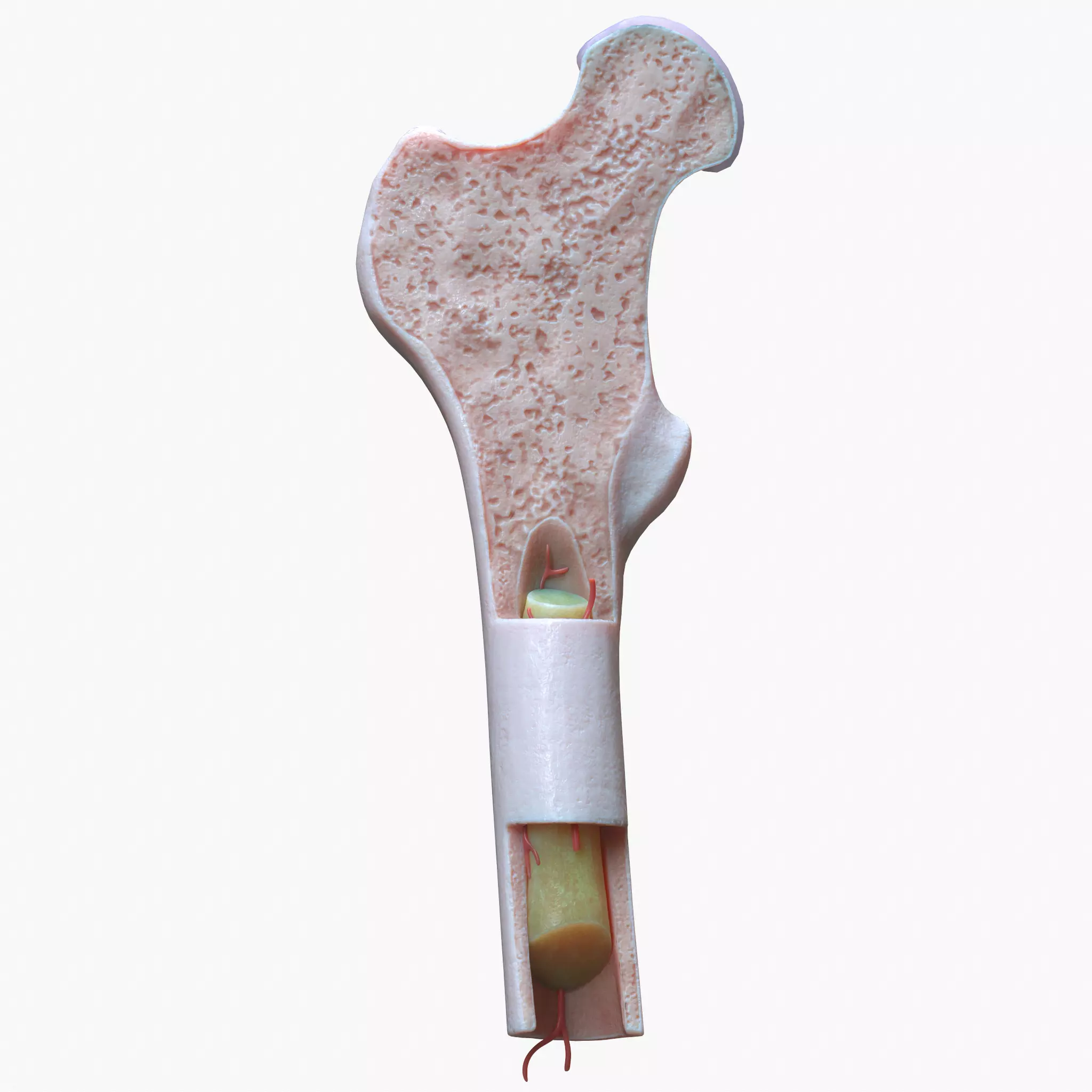 internal bone structure 3D model_0