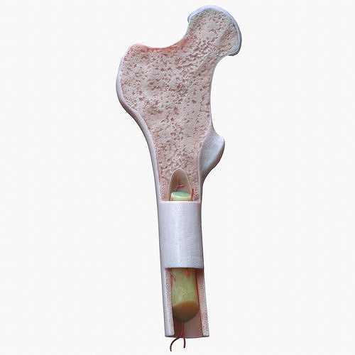 internal bone structure 3D model
