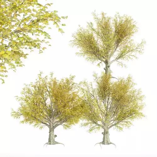 3 diffrent tree American Beech Fall