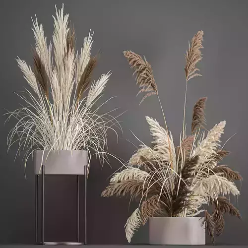 Pampas grass in a flowerpot for the interior 1061