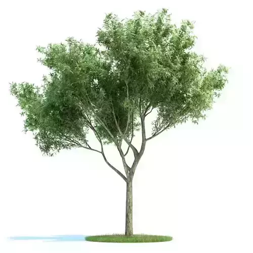 Leafy Green Tree 3D model